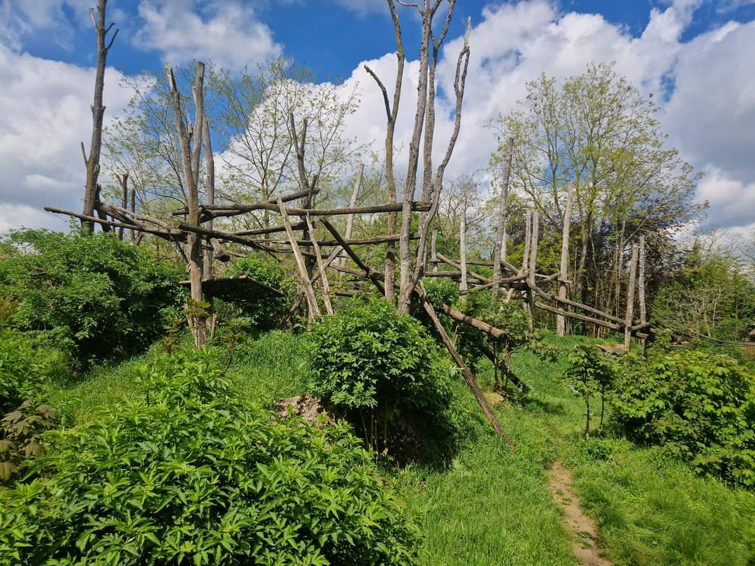 Spectacled Bear exhibit