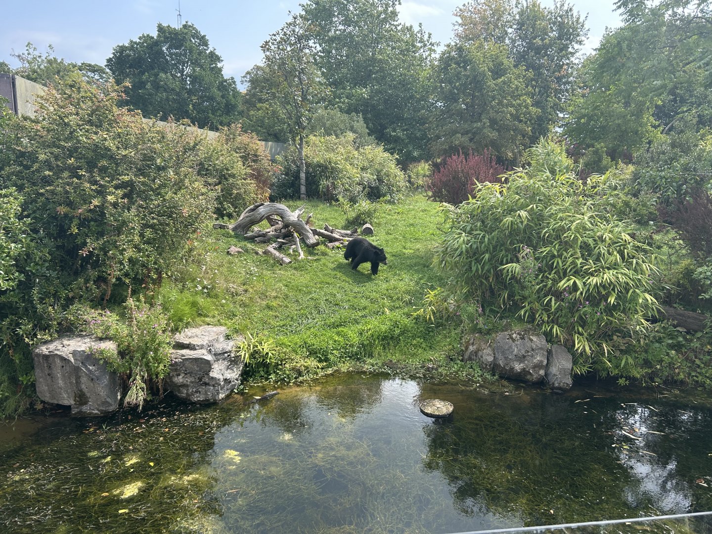 Spectacled Bear Exhibit