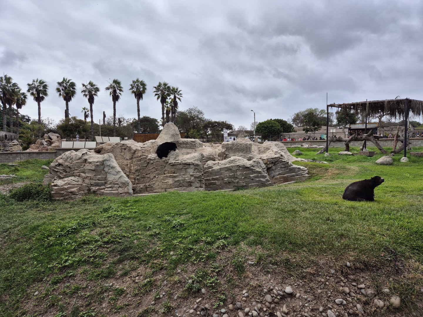 Spectacled Bear exhibit