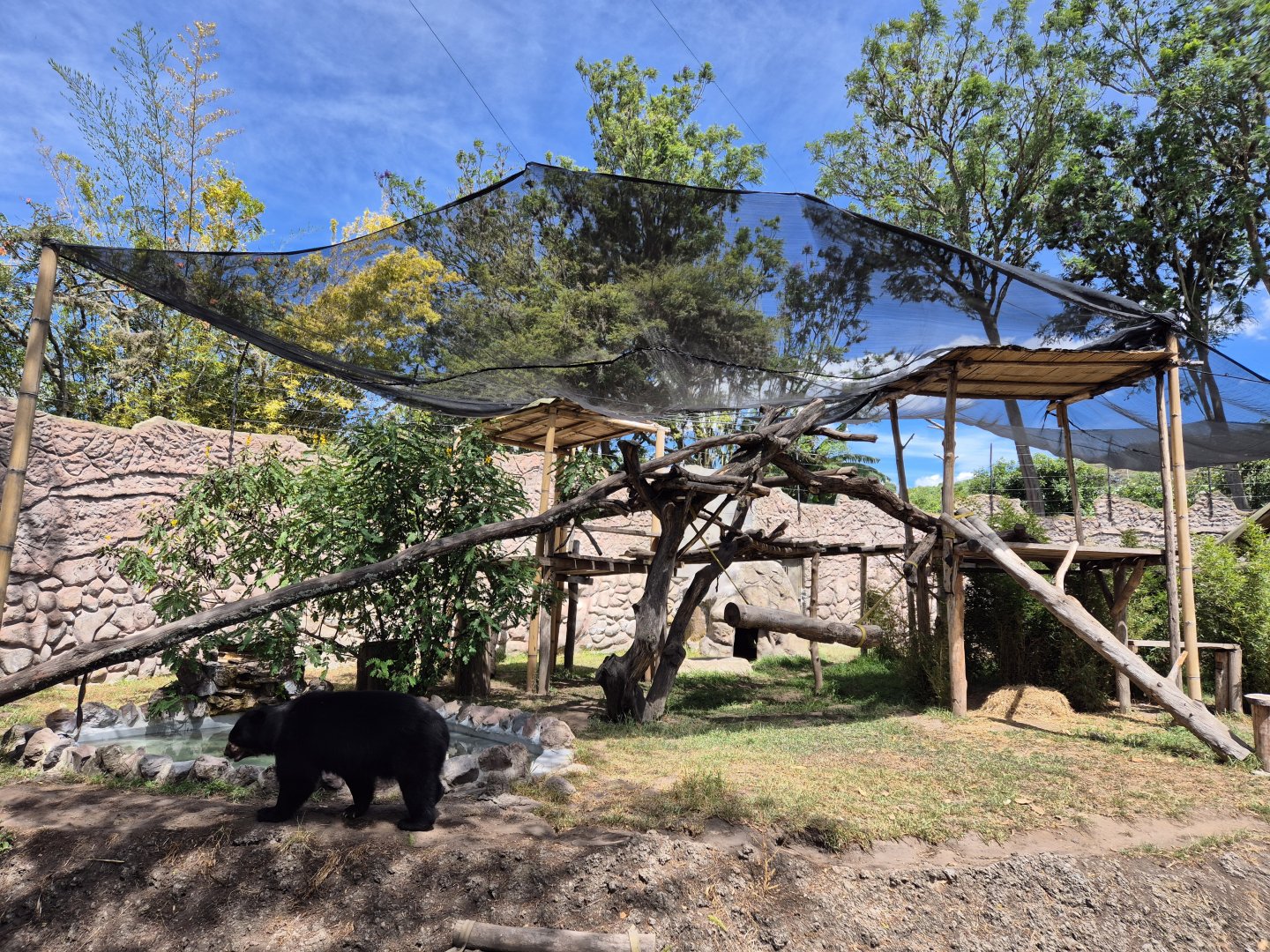 Spectacled Bear exhibit