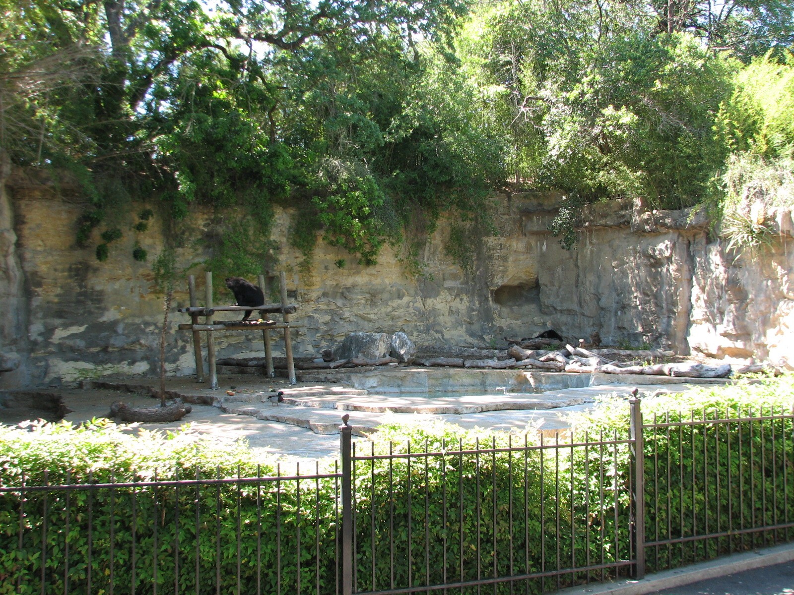 Spectacled Bear Exhibit