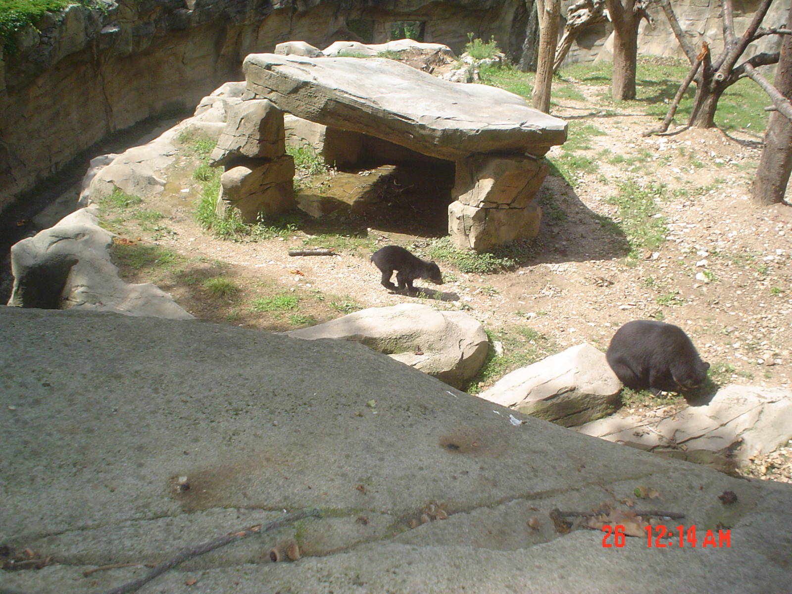 Spectacled bear family