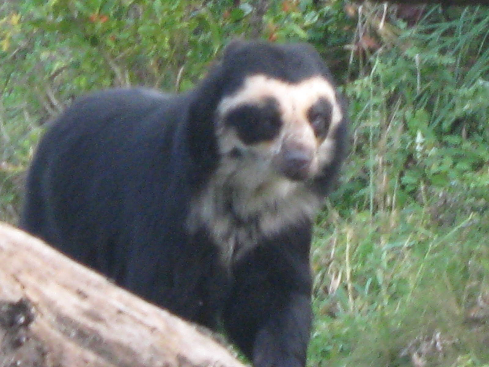 Spectacled bear Franka 29.10.09
