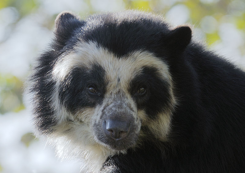 Spectacled bear 'Franka'