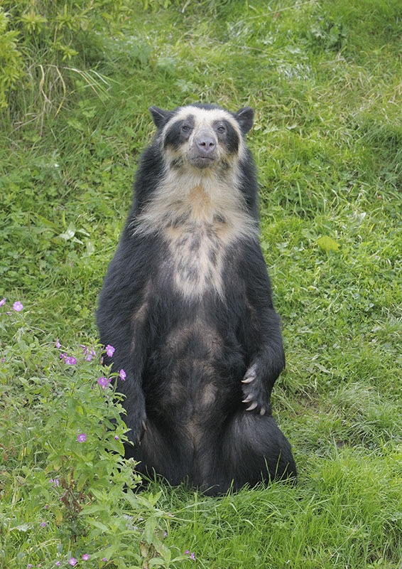 Spectacled bear 'Franka'