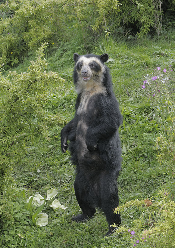 Spectacled bear 'Franka'