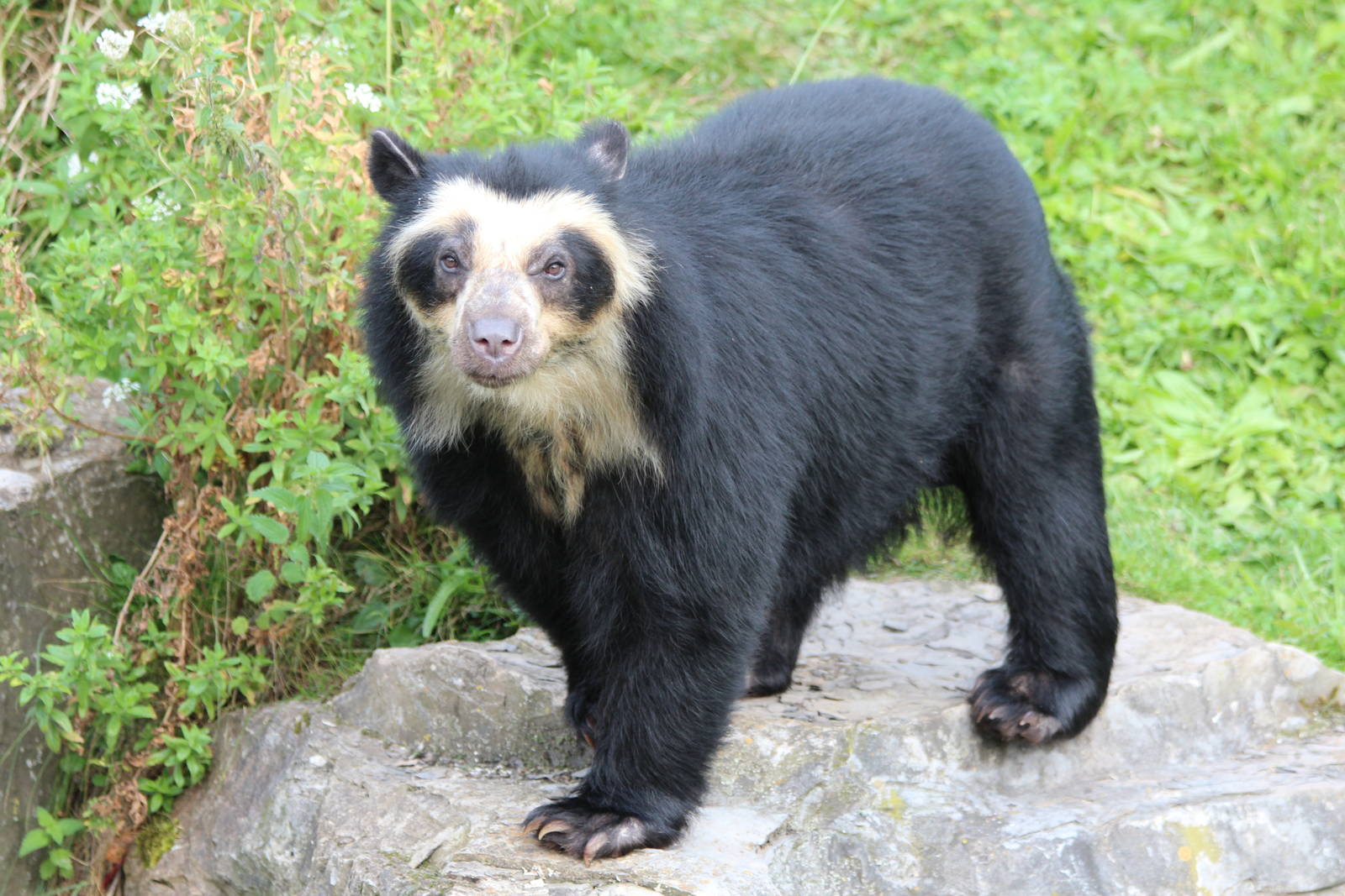Spectacled Bear - Franka