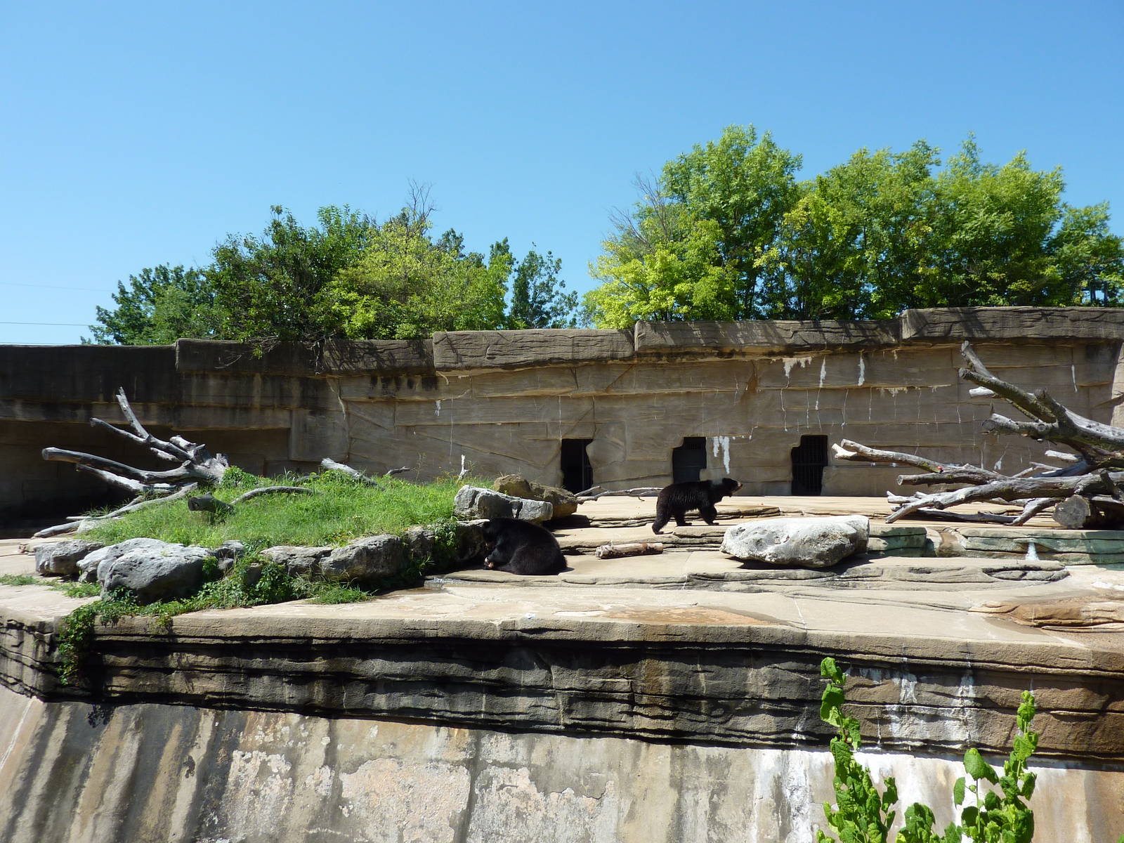 Spectacled Bear Grotto