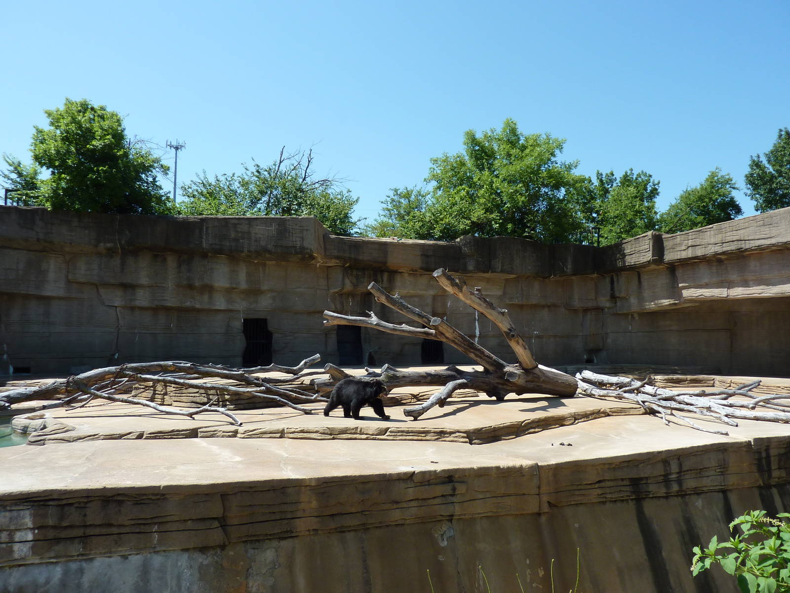 Spectacled Bear Grotto