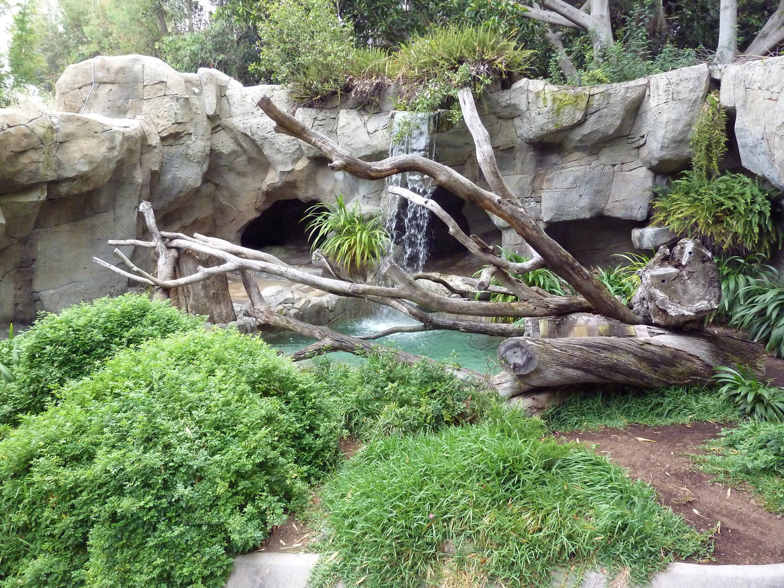 Spectacled Bear Grotto