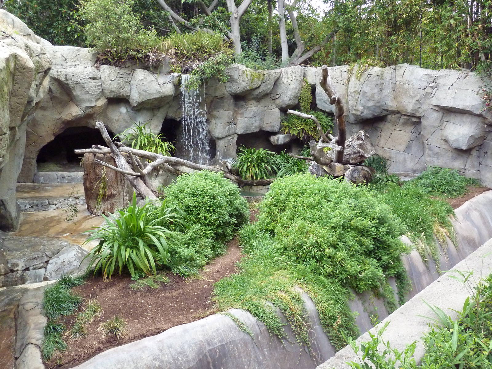 Spectacled Bear Grotto