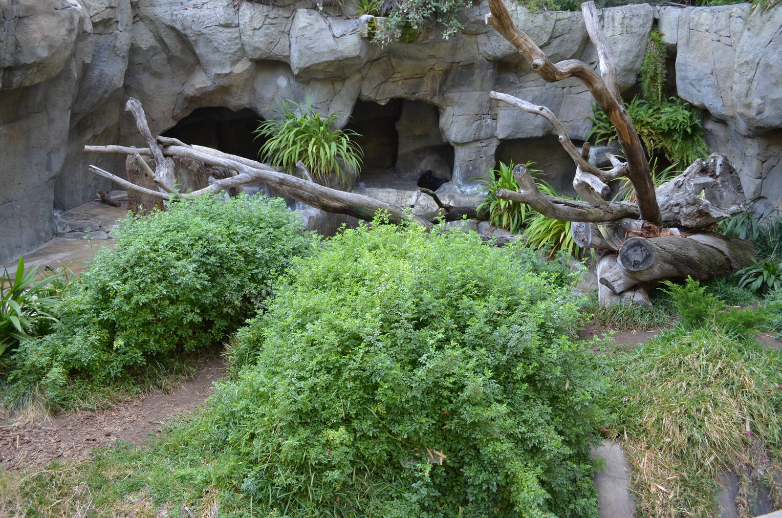 Spectacled Bear Grotto