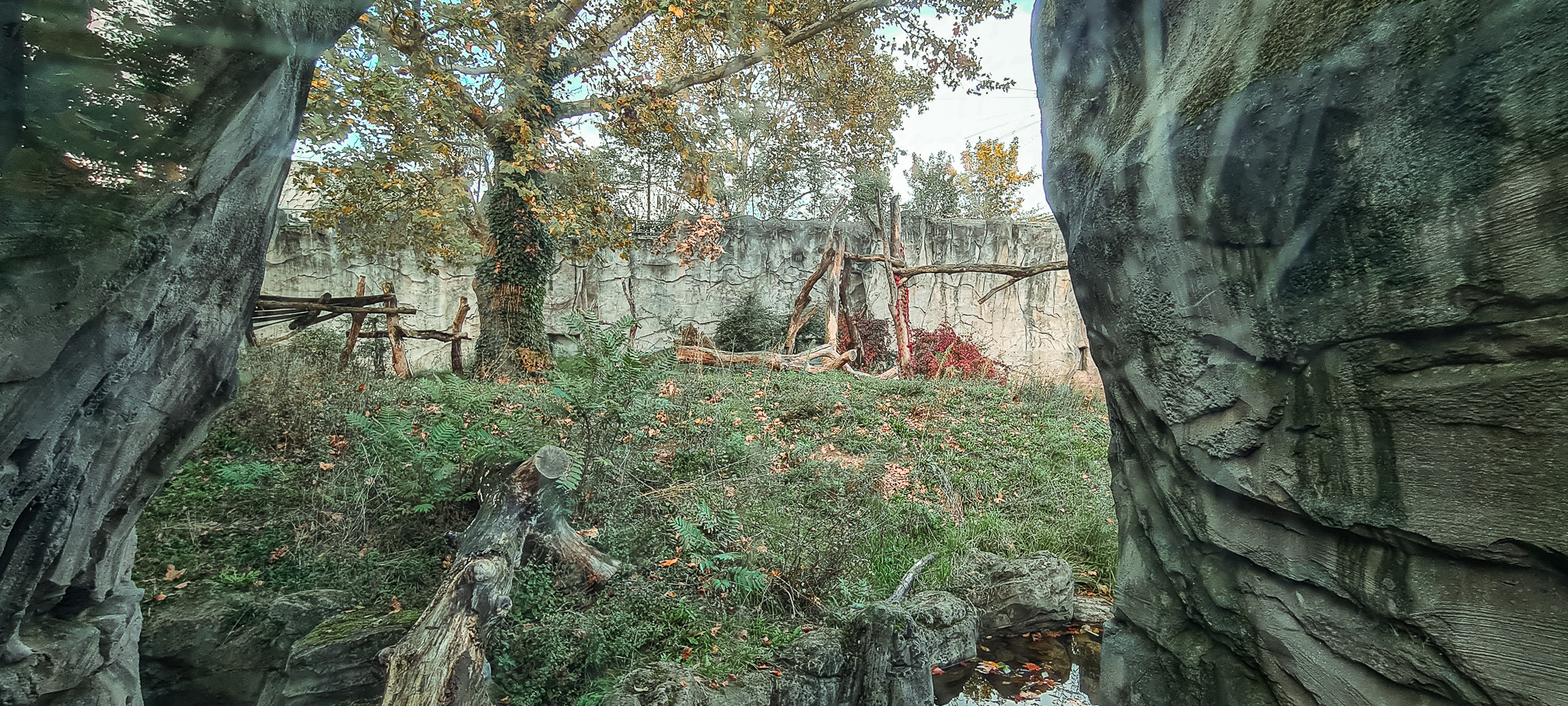 Spectacled bear habitat