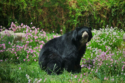 spectacled bear in flowers