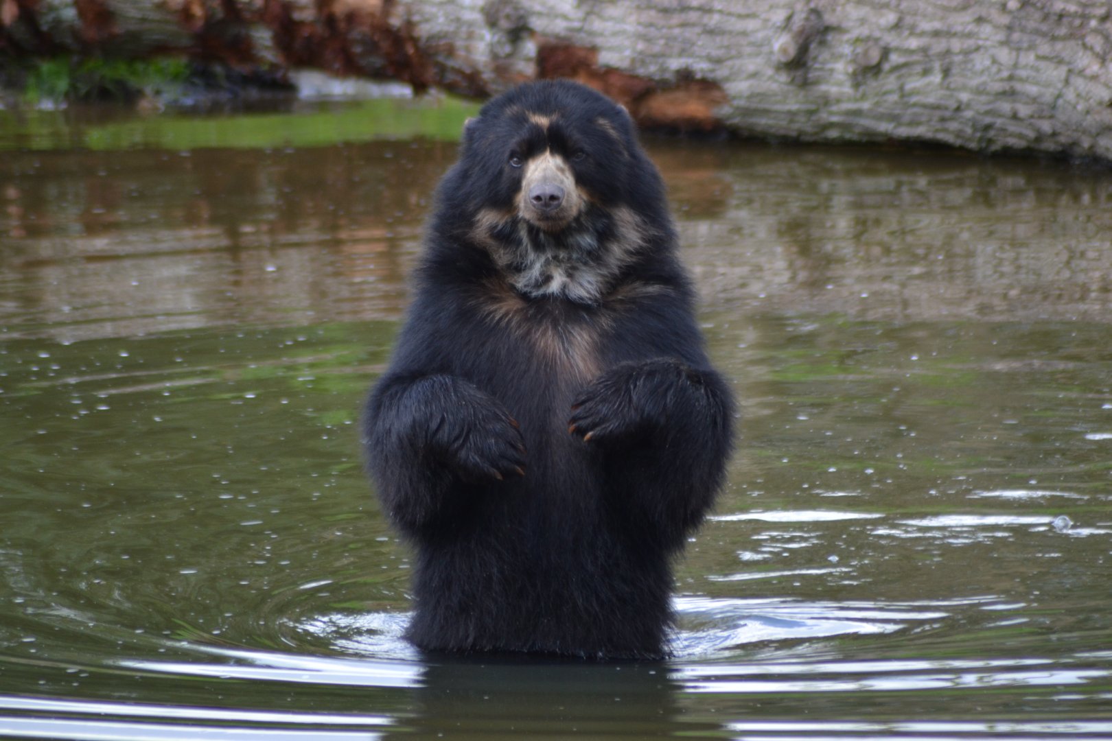 Spectacled bear in Givskud Zoo