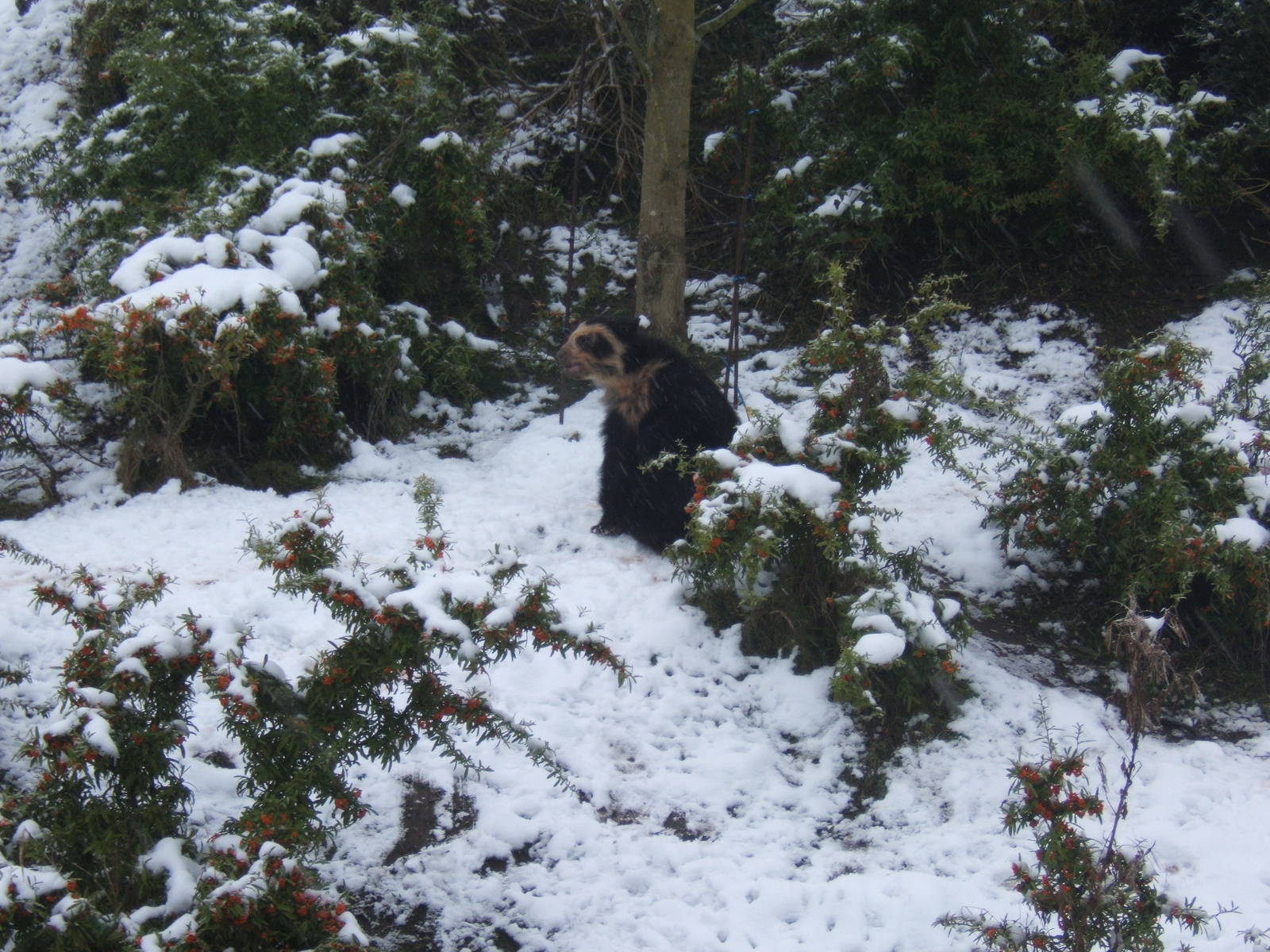 Spectacled Bear in Snow