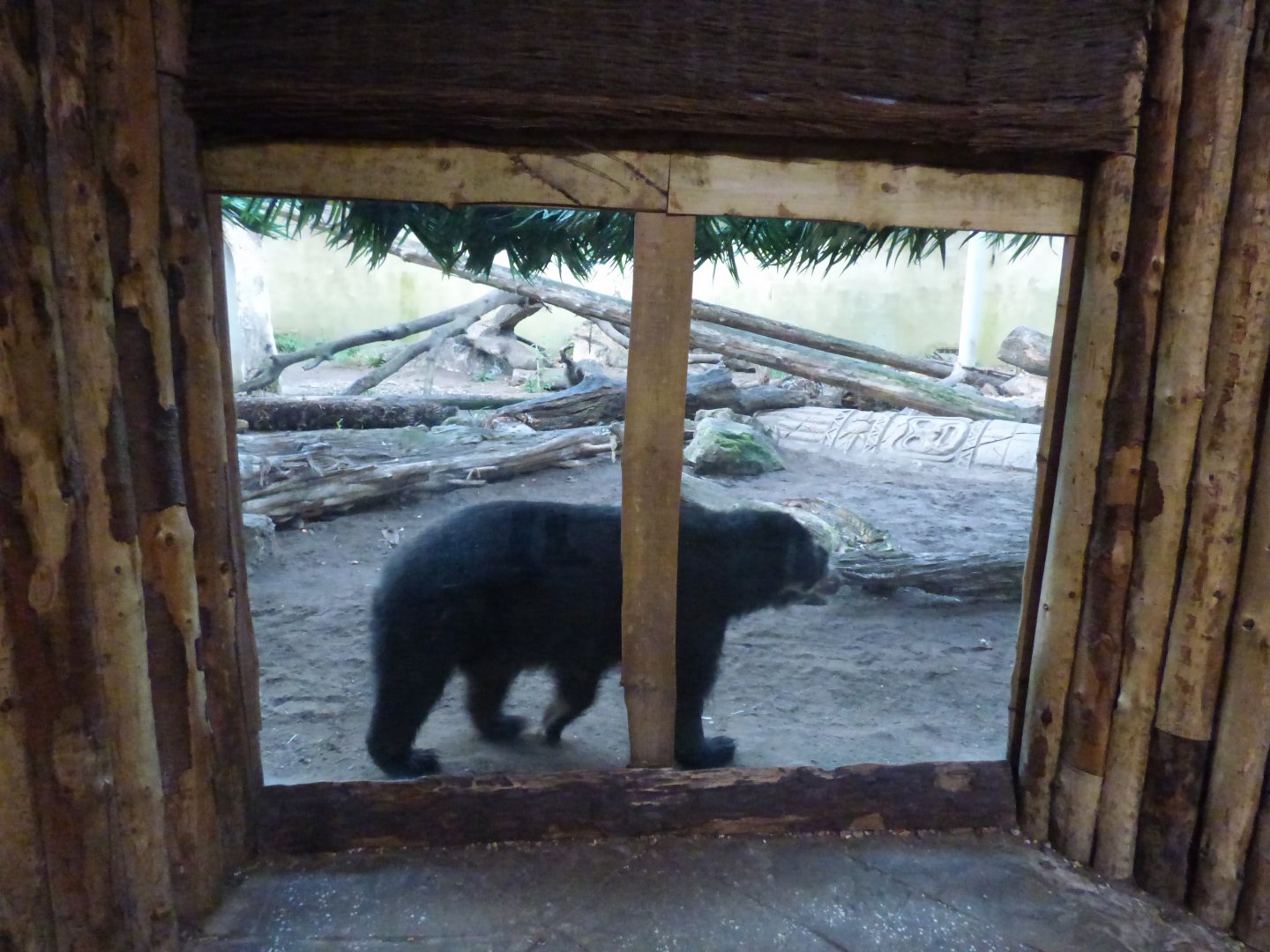Spectacled Bear in SOTJ