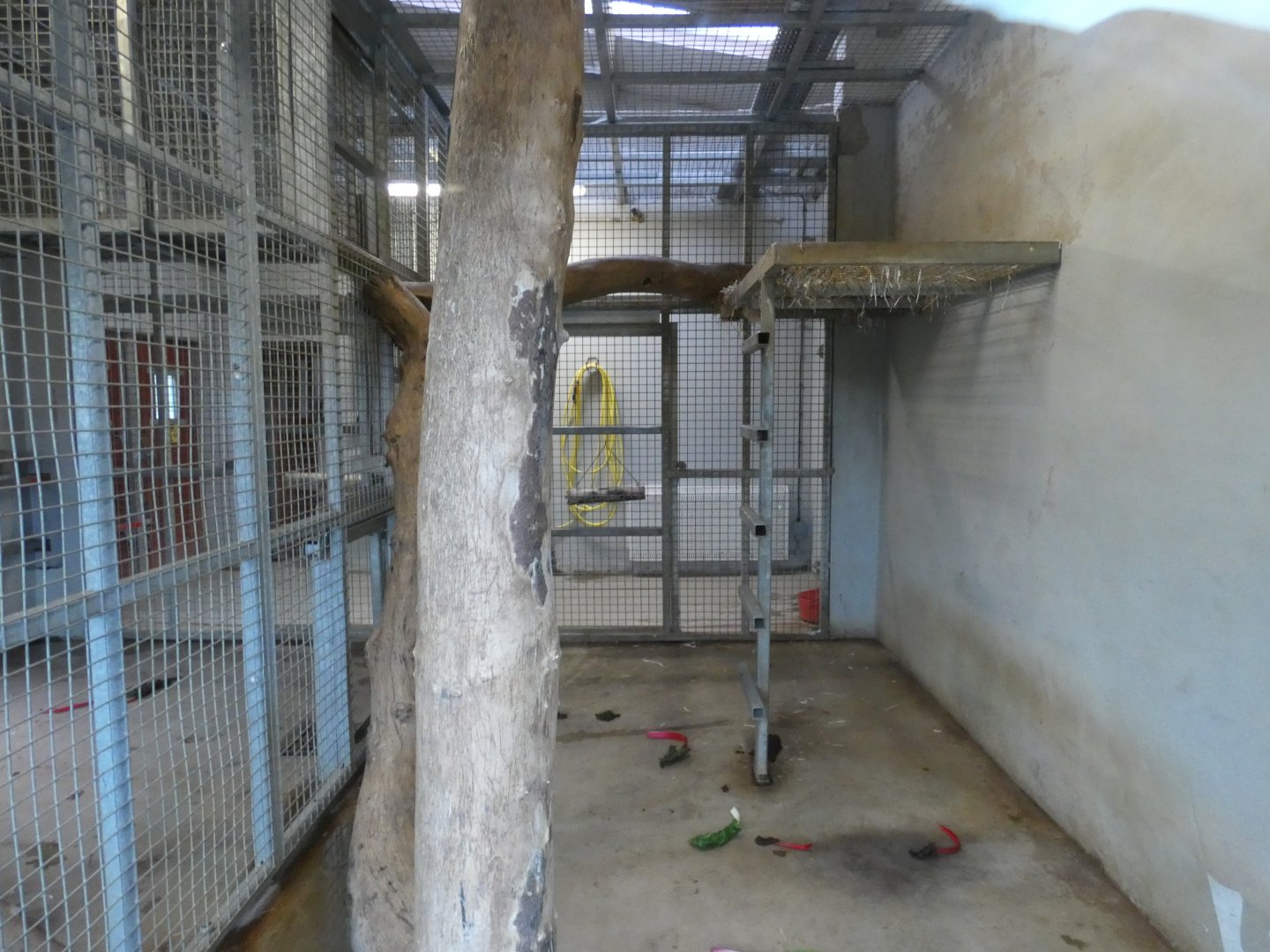 Spectacled Bear indoor dens; 'Andean Adventure'