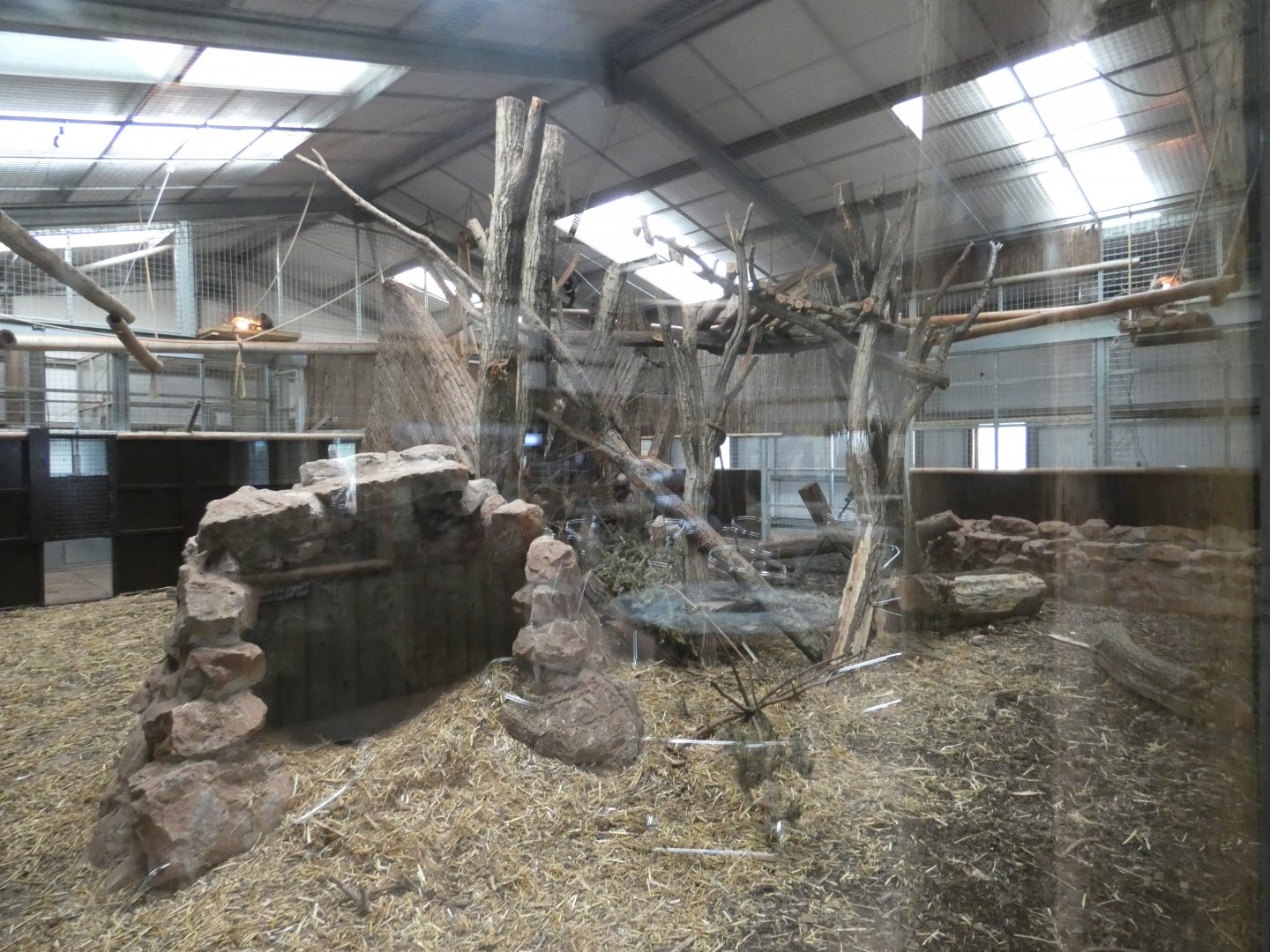 Spectacled bear indoor enclosure