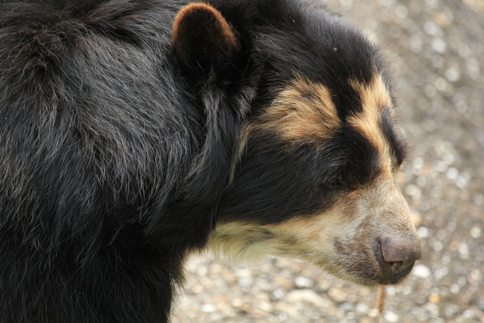 Spectacled bear (June 2013)