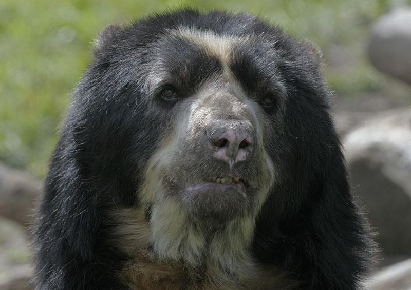 Spectacled bear male 'Sangay'