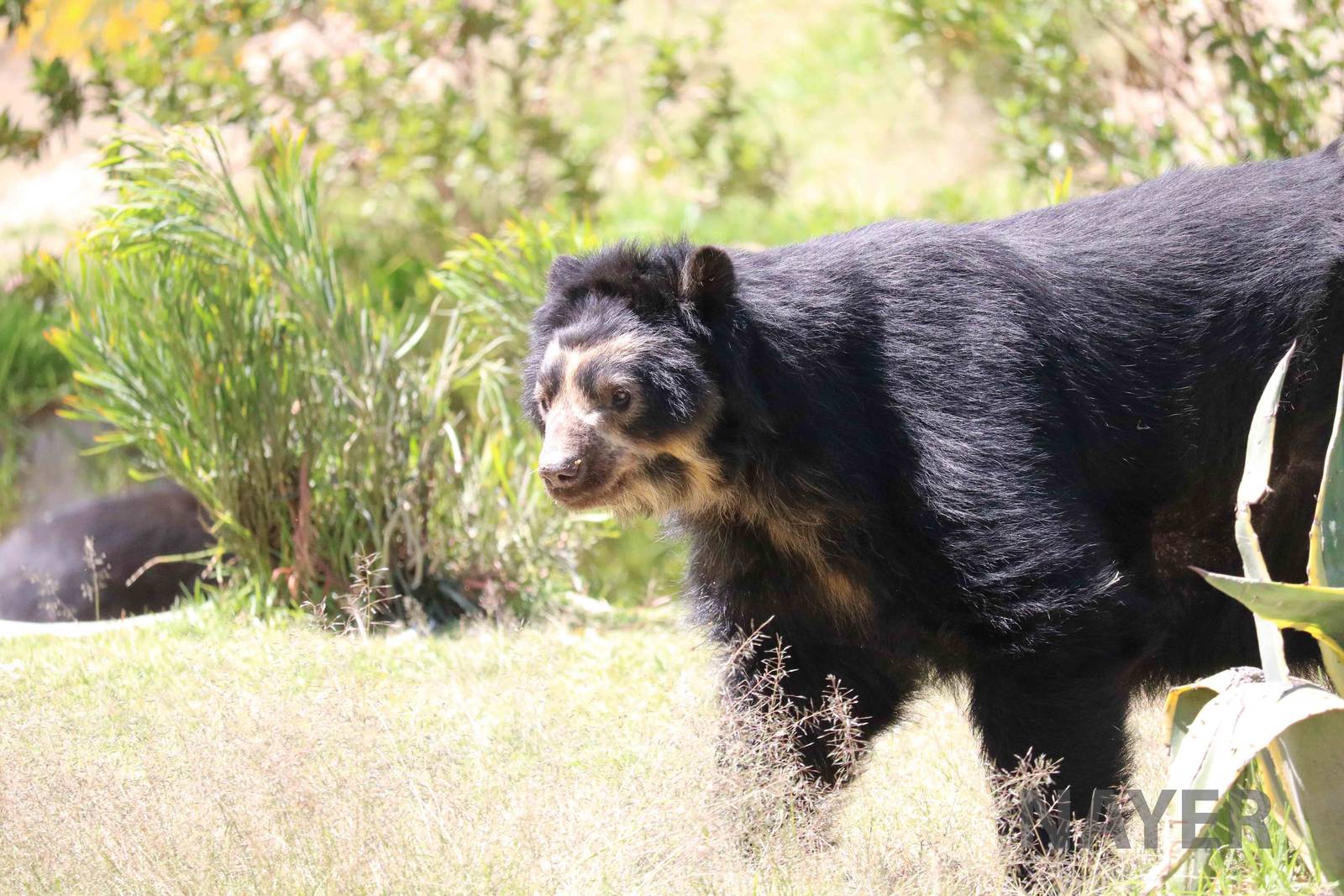 Spectacled bear, March 2016