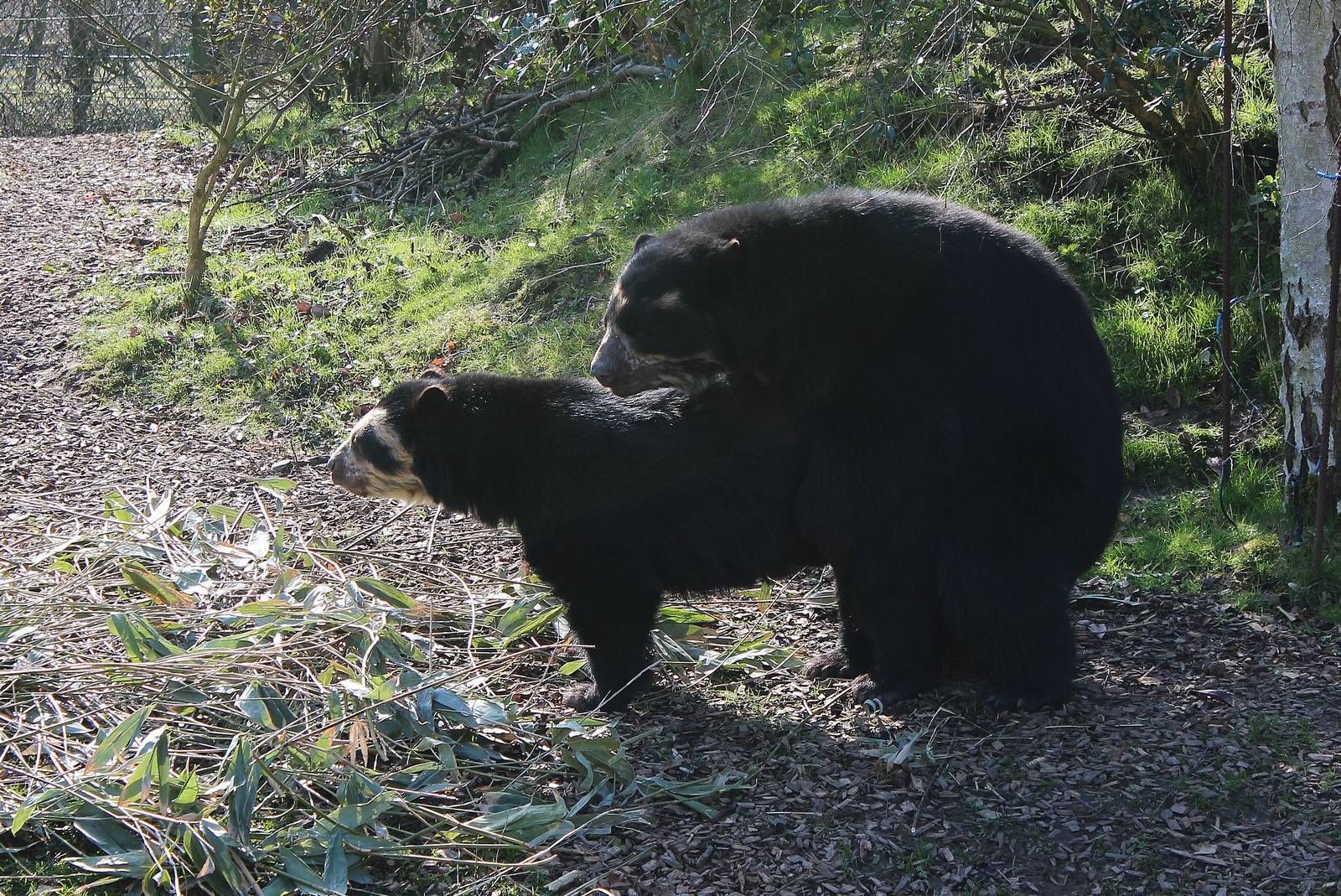 Spectacled Bear mating