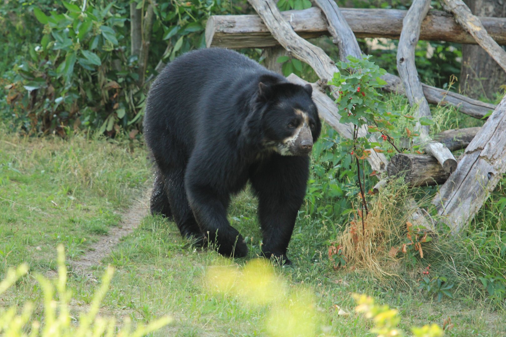 Spectacled bear (May 2018)