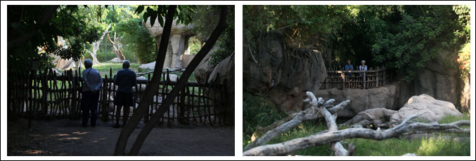spectacled bear multiple viewing