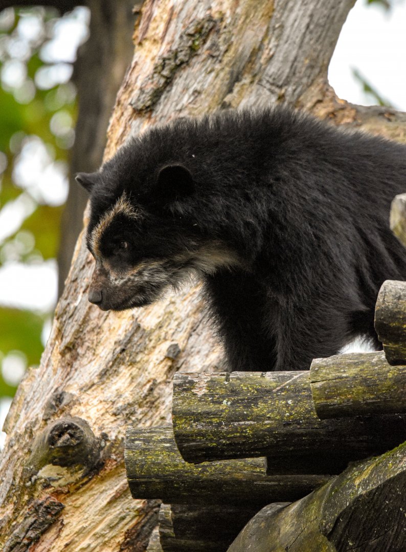 Spectacled Bear (October 2020)