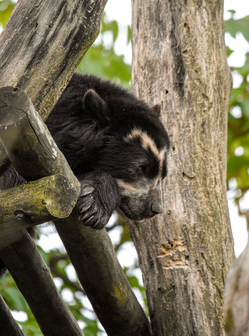 Spectacled Bear (October 2020)