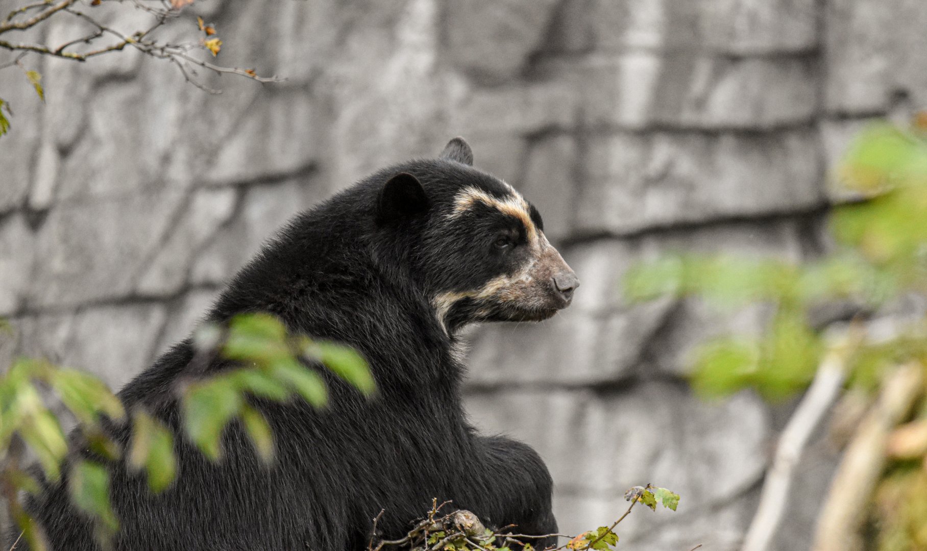 Spectacled Bear (October 2020)