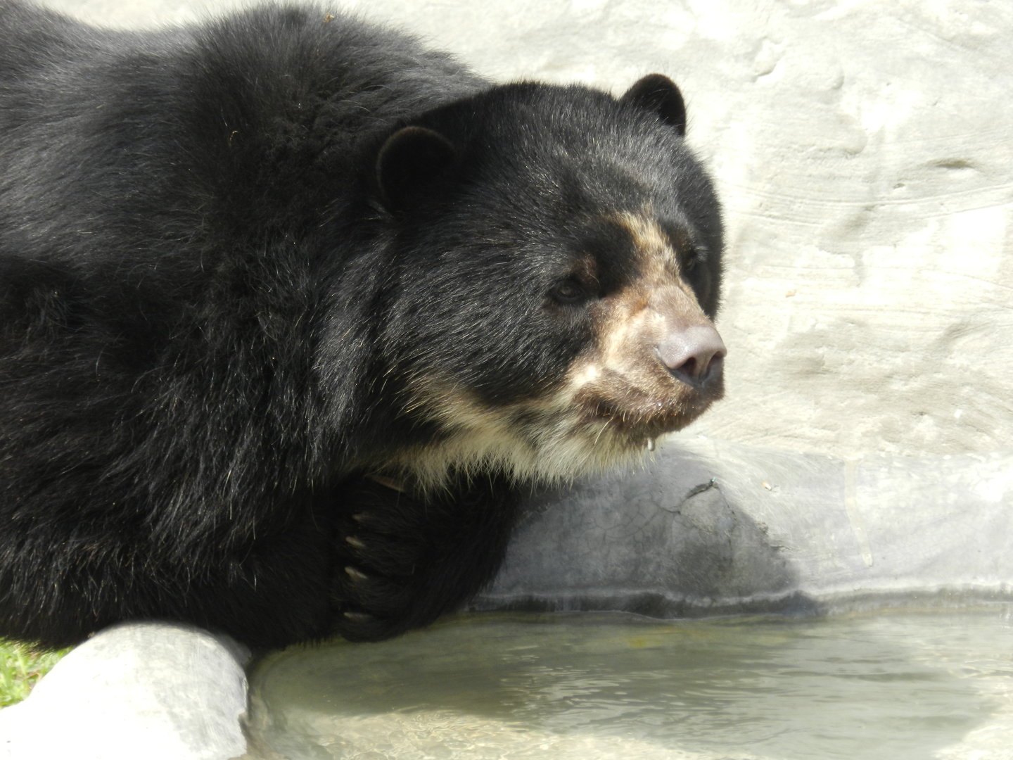 Spectacled bear - Parque Zoológico Huachipa