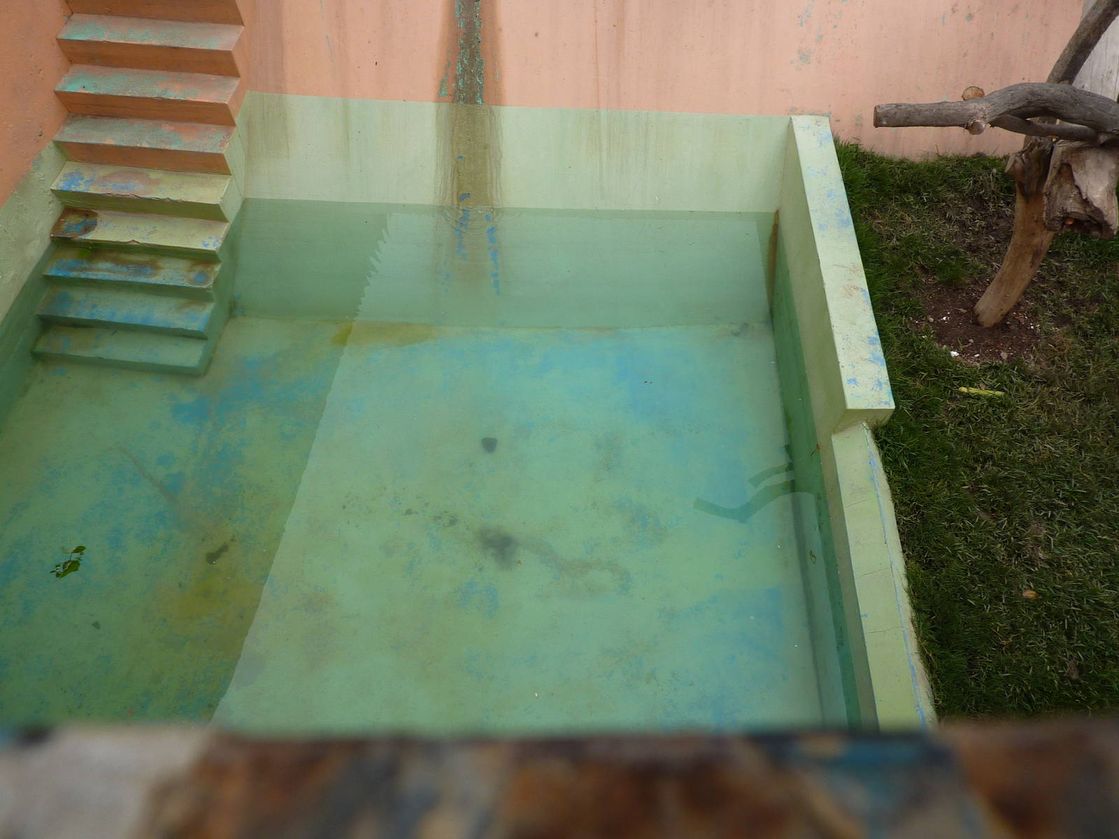 Spectacled Bear pool