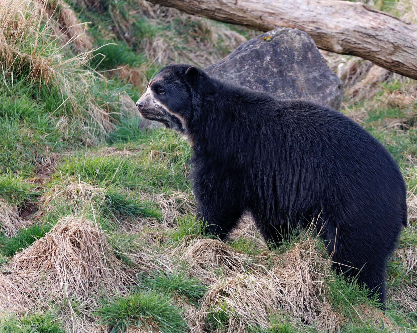 Spectacled Bear - Rasu / 18-3-22 / Noah's Ark Zoo Bristol