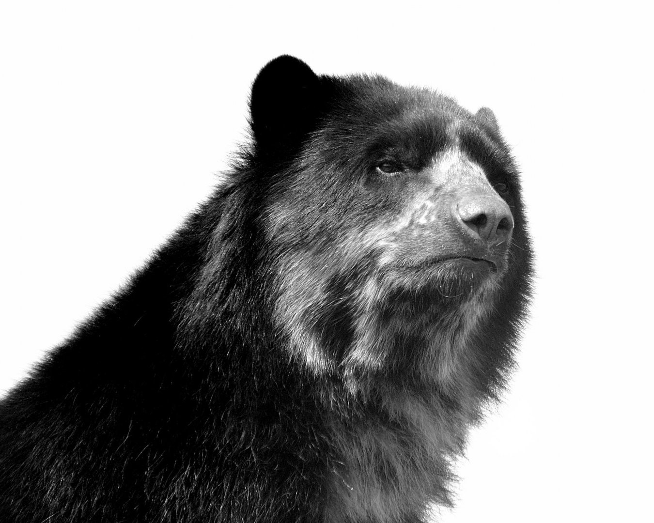 Spectacled Bear "Rasu" - Noah's Ark Zoo Farm May 2019