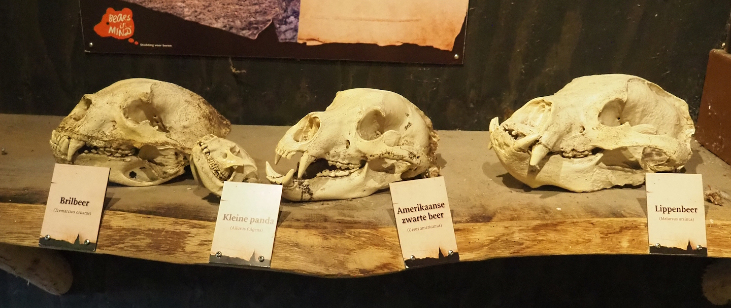Spectacled bear, Red panda, American black bear and Sloth bear skulls, 2023-08-17