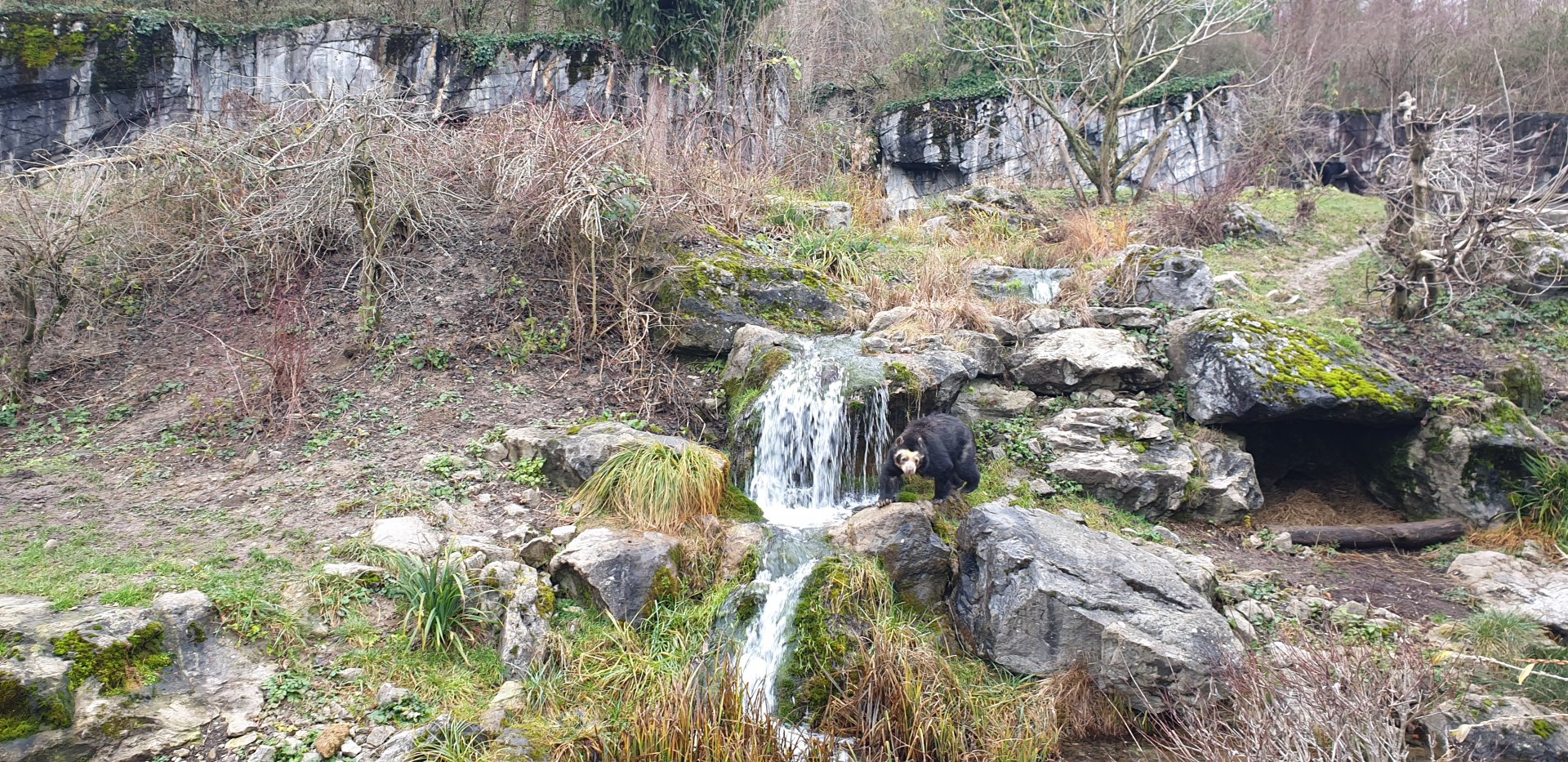Spectacled Bear, Ring-tailed Coati