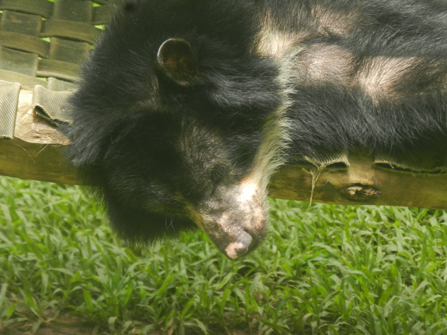 Spectacled bear - Salvador zoo (PZGV)