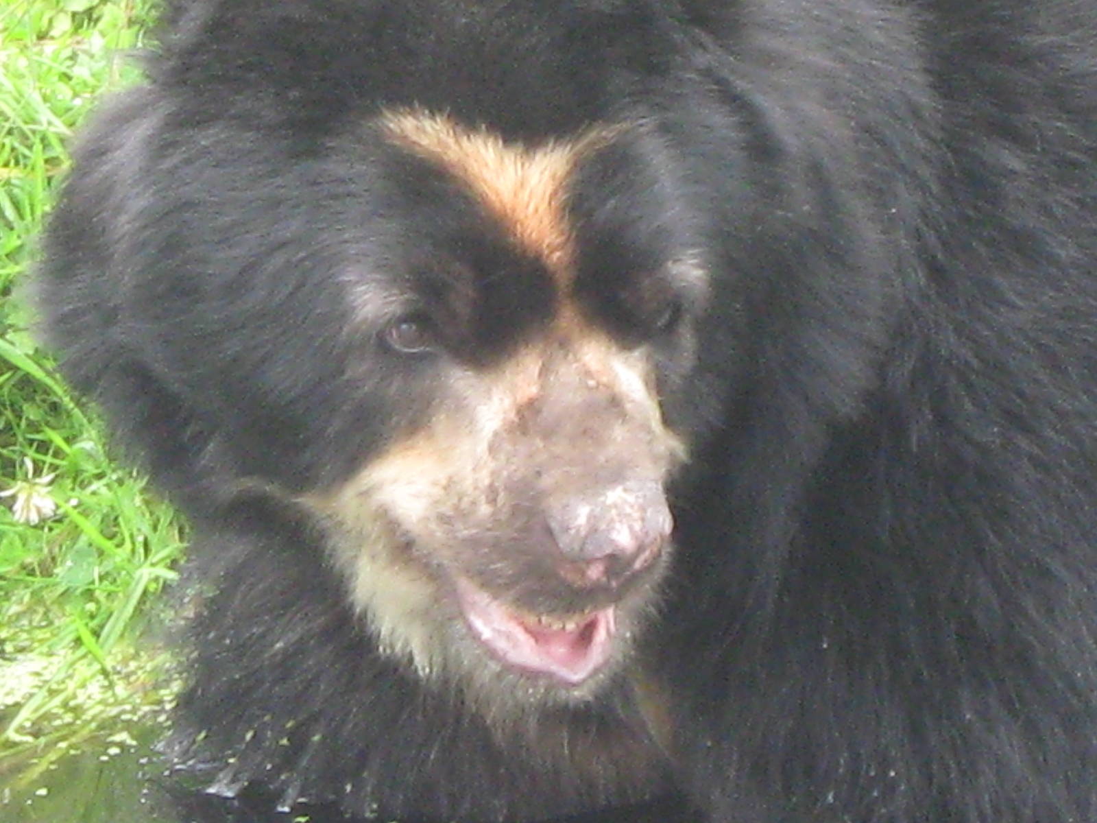 Spectacled Bear, Sangay
