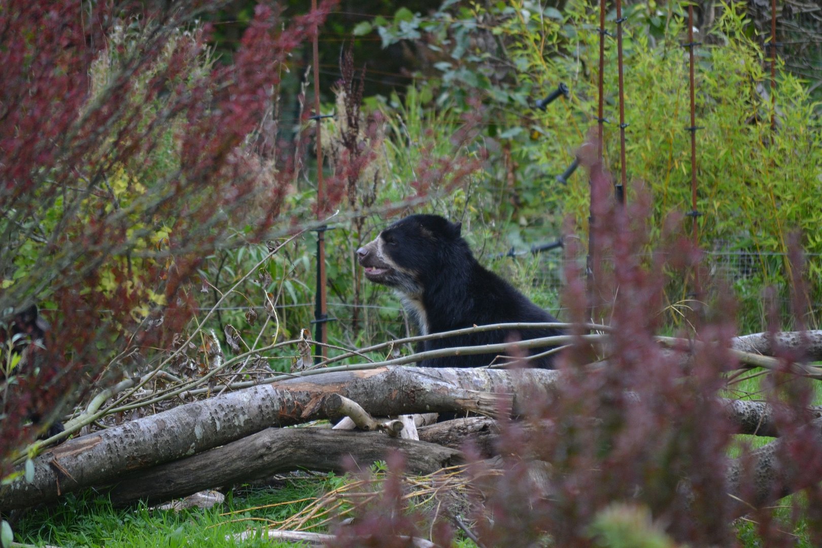 Spectacled Bear - September 2017
