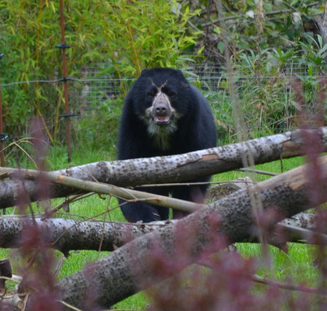 Spectacled Bear - September 2017