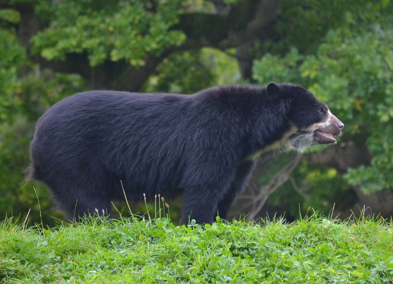 Spectacled Bear - September 2017