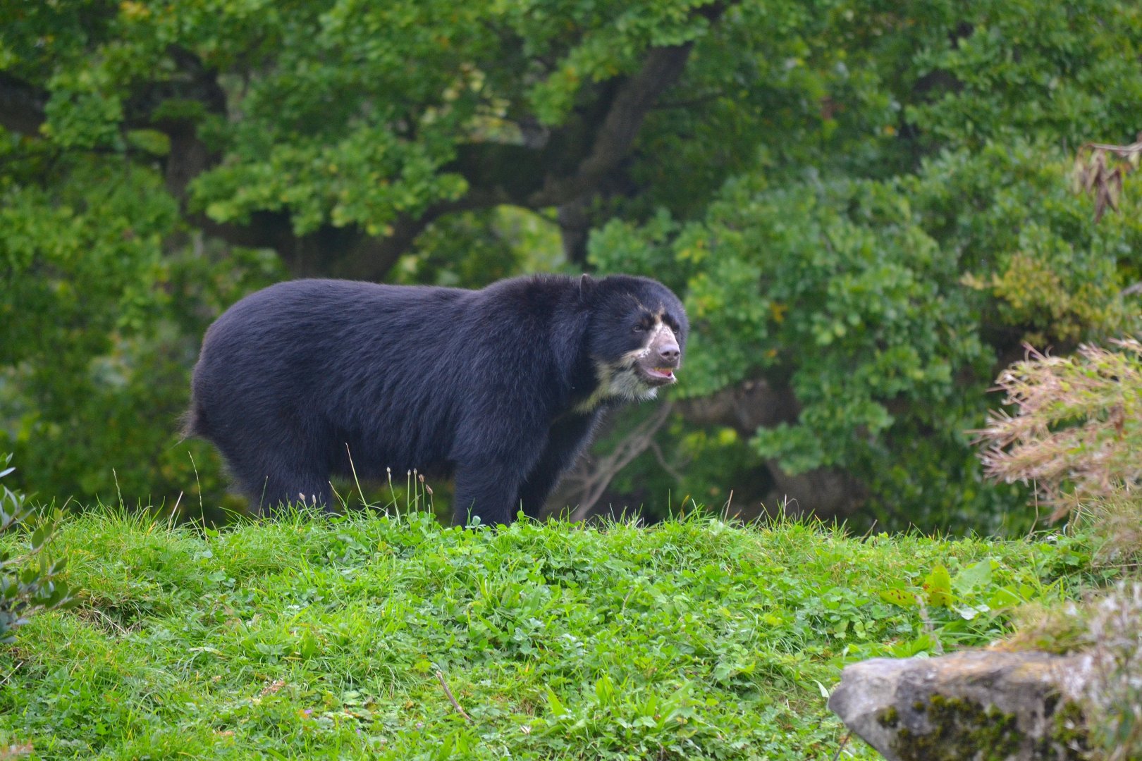 Spectacled Bear - September 2017