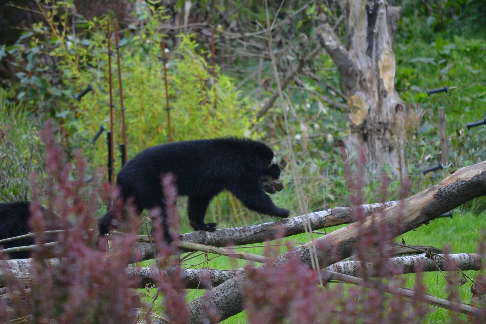 Spectacled Bear - September 2017