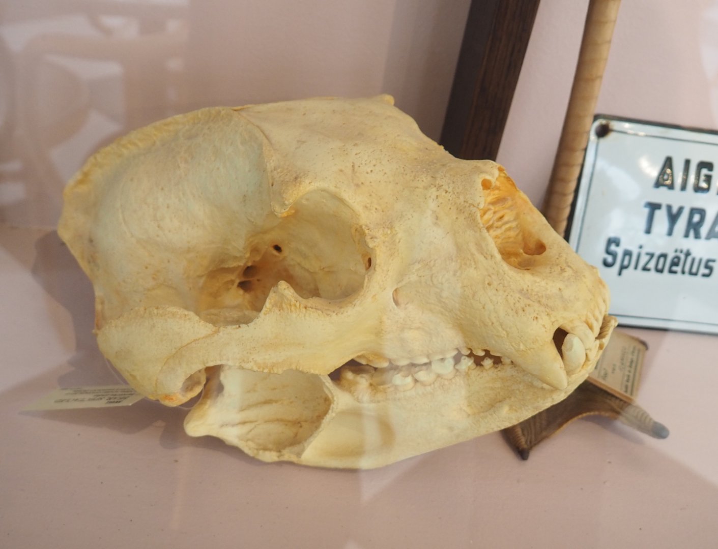 Spectacled bear skull, 2022-03-16