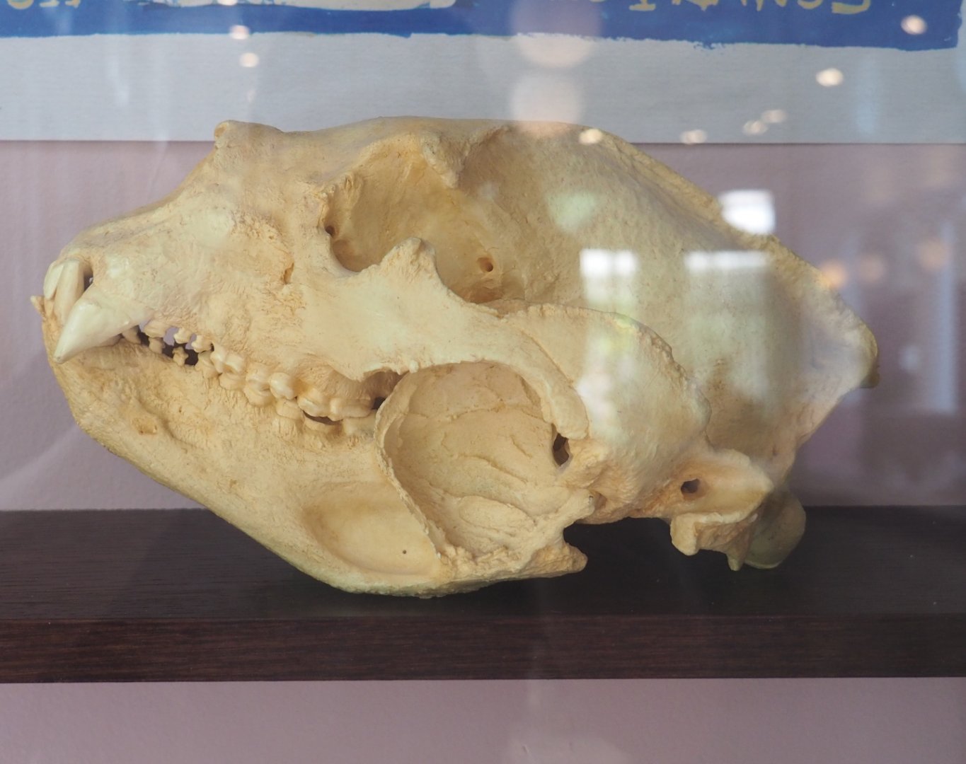 Spectacled bear skull, 2022-05-26