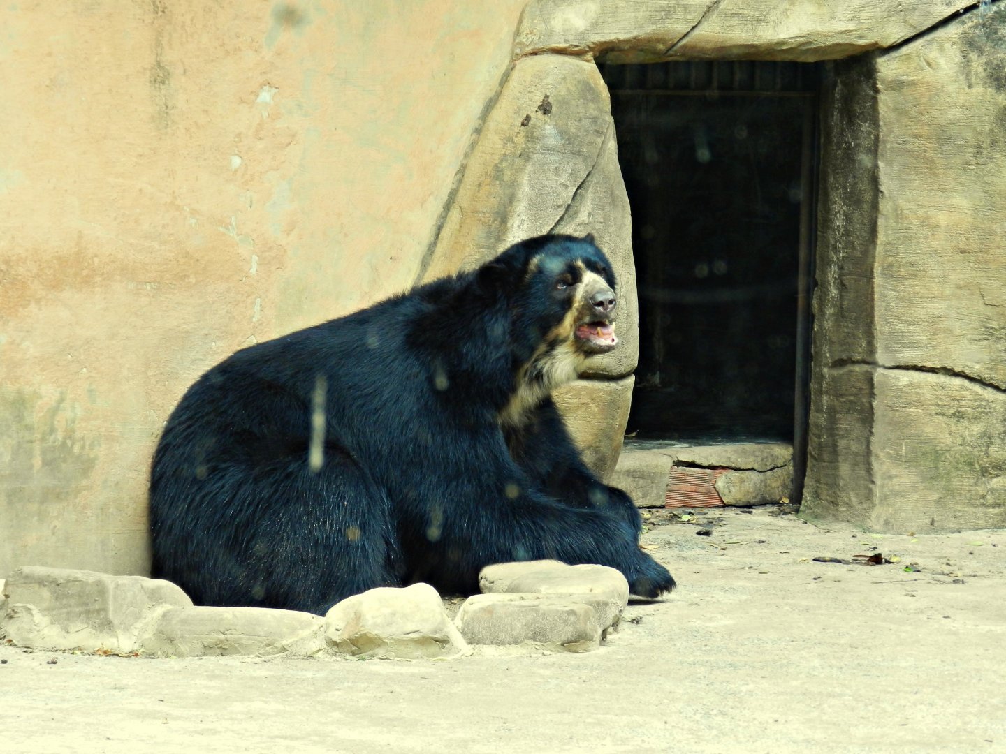 Spectacled bear - Sorocaba zoo (PZMQB)