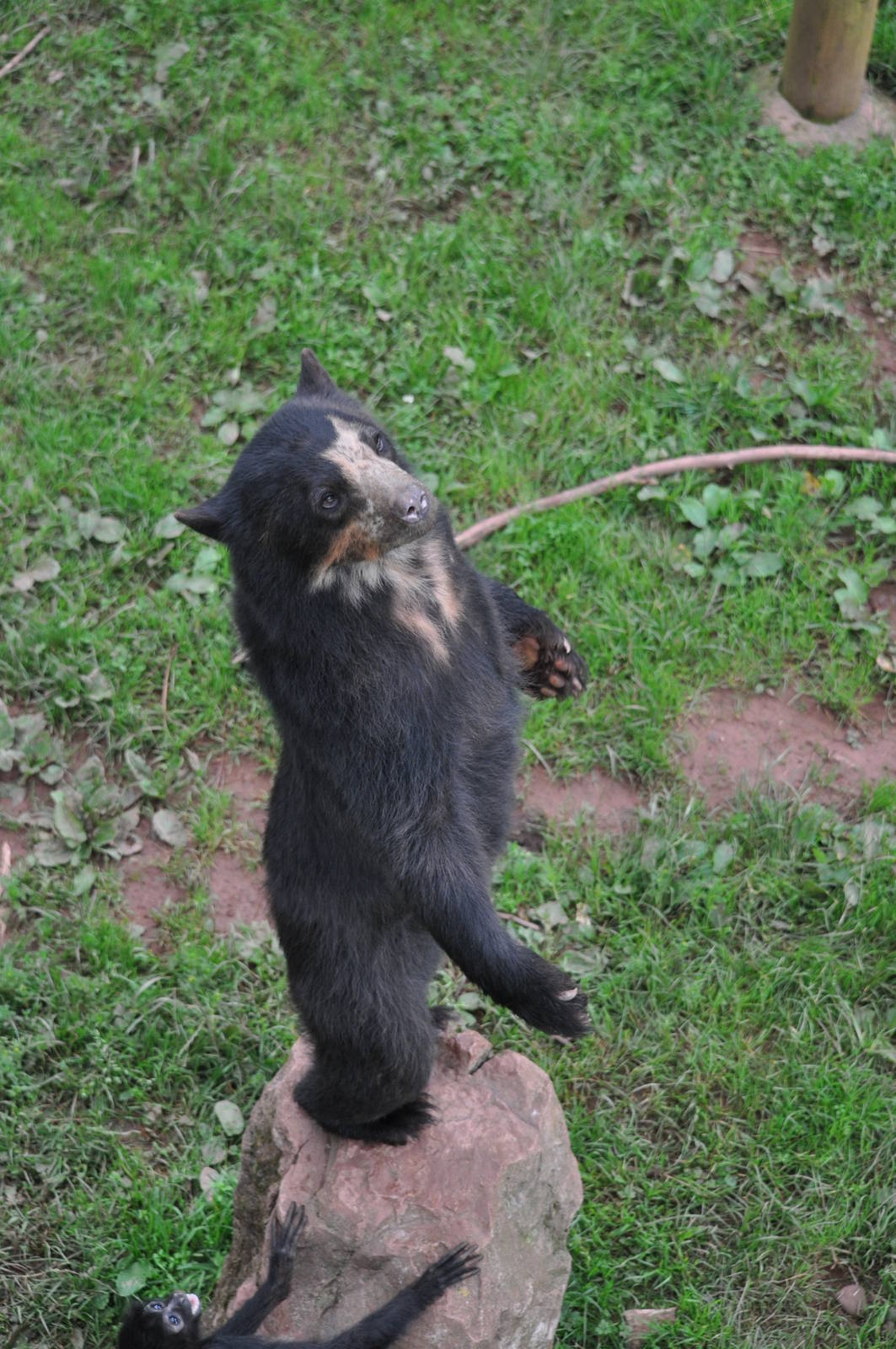 Spectacled Bear Standing on Two Legs