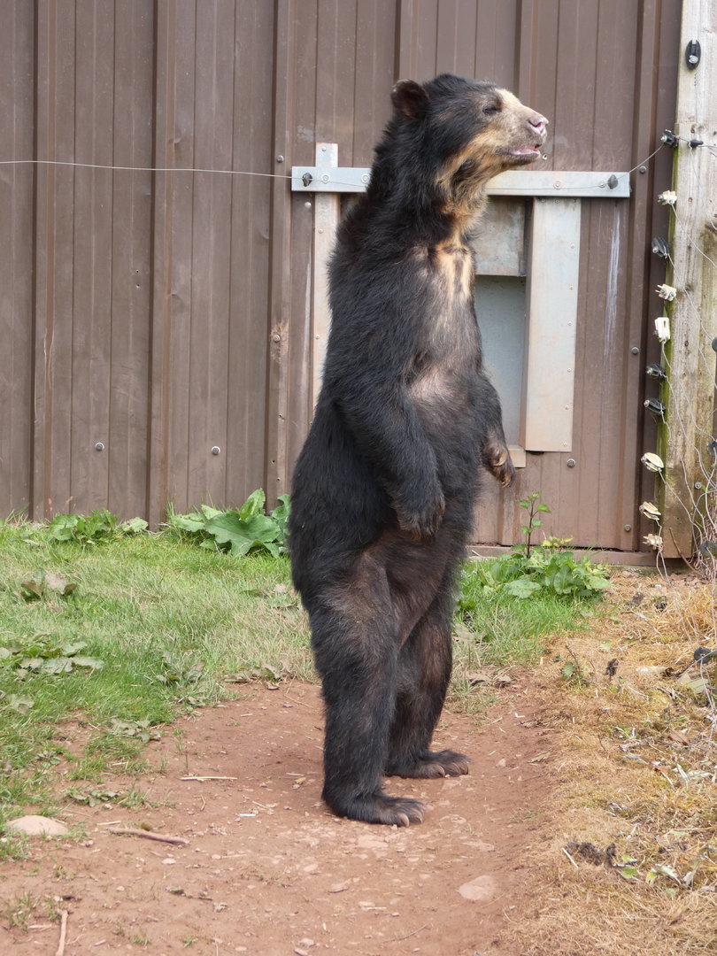 Spectacled bear standing up